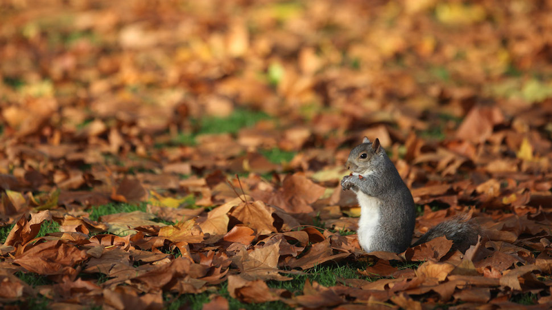 Illustration for article titled Wrapping Your Mac Charger, Squirrels, And the Bad Side of Gluten Free